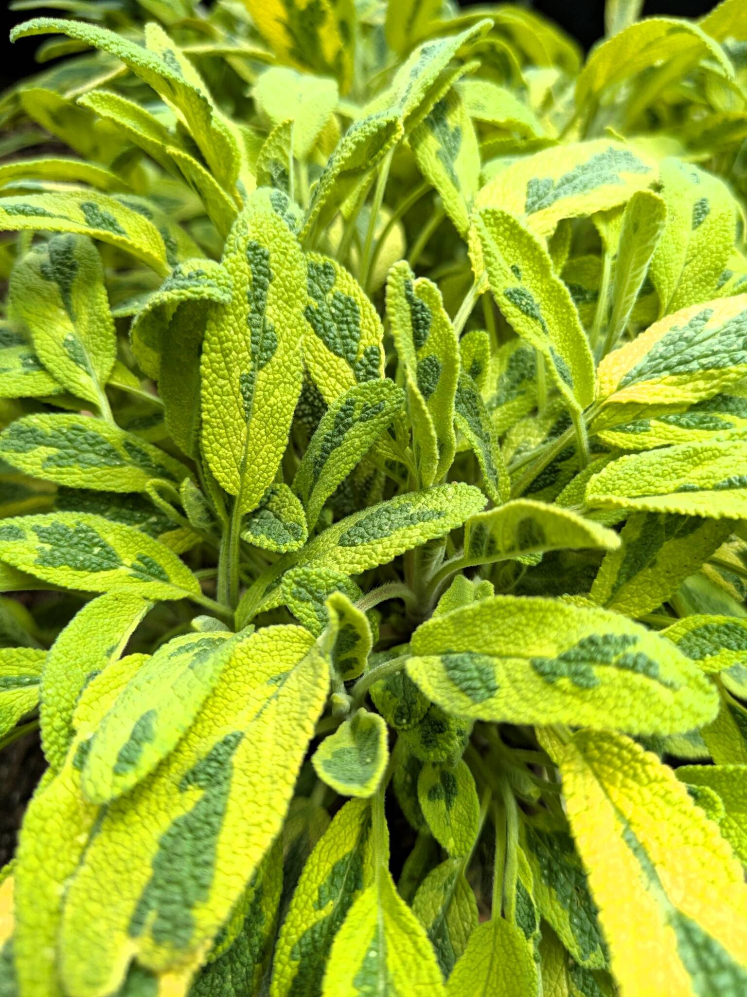 Variegated sage leaves