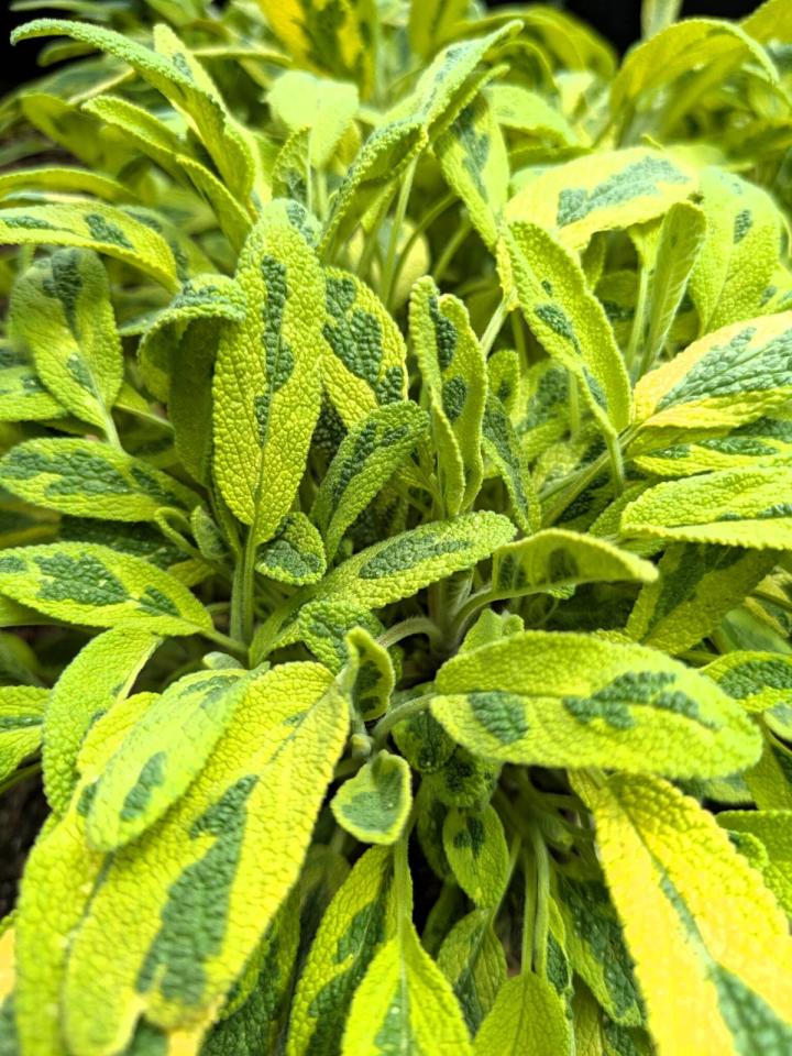 Variegated sage leaves