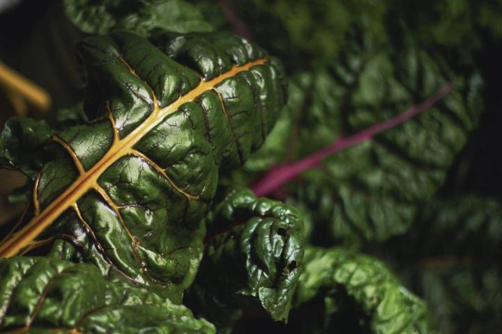 dark chard leaves