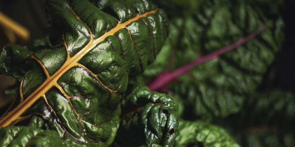 dark chard leaves