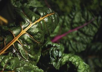 dark chard leaves