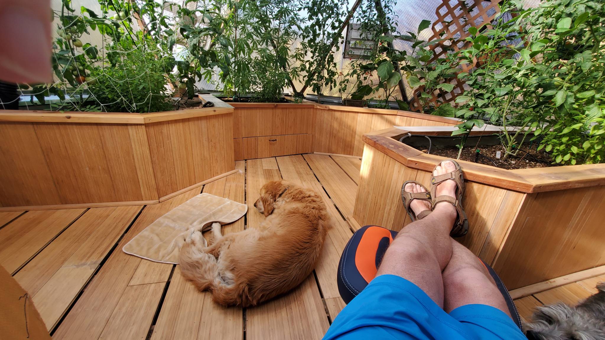Relaxing inside automated greenhouse
