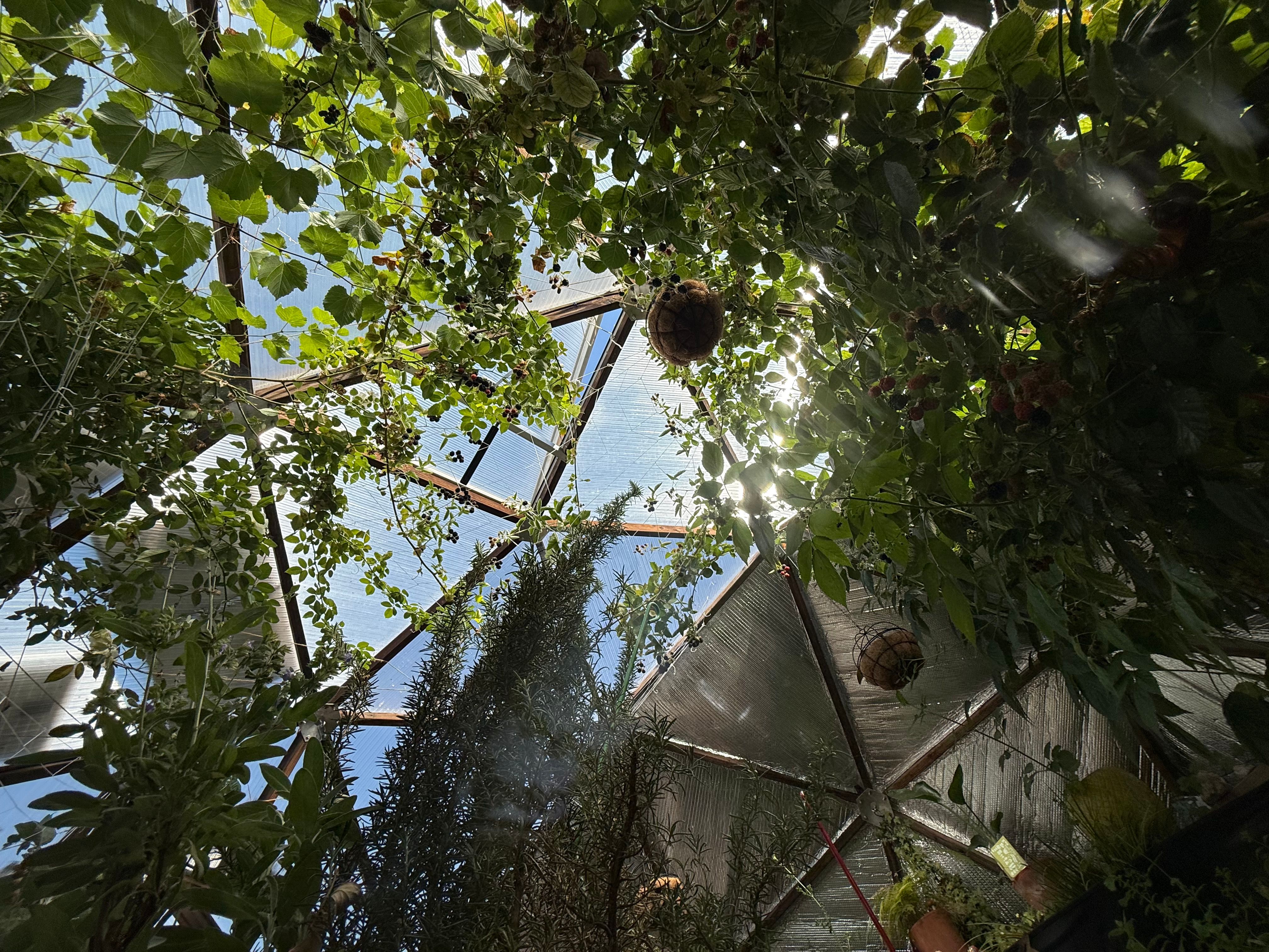 View looking up at the ceiling of a Growing dome greenhouse with large established plants