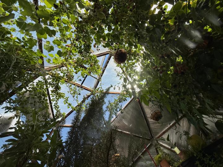 View looking up at the ceiling of a Growing dome greenhouse with large established plants