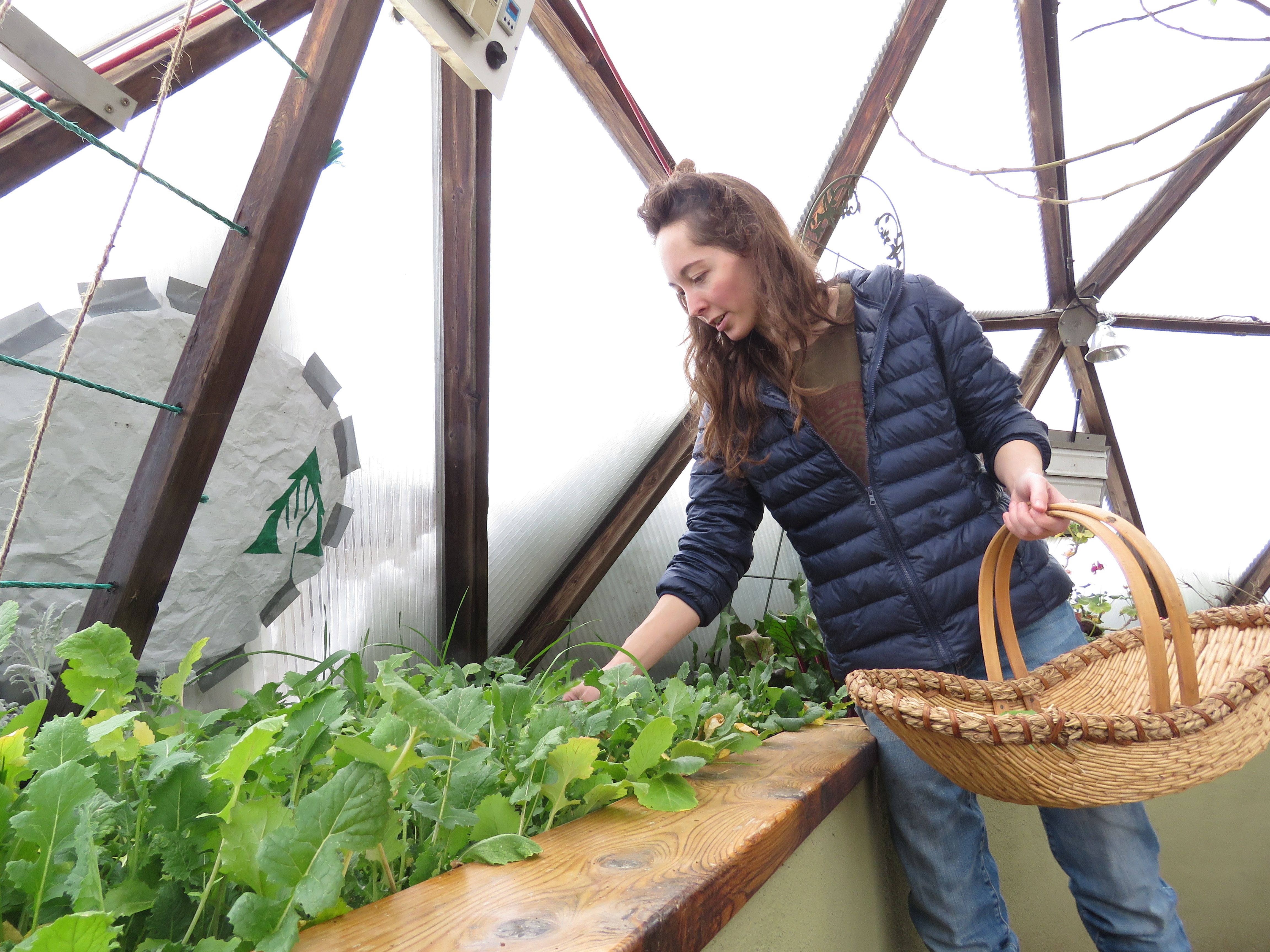 woman with a basket harvesting greens in a geodesic greenhouse in winter