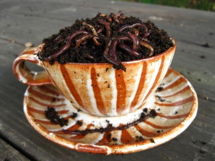 worms in cup