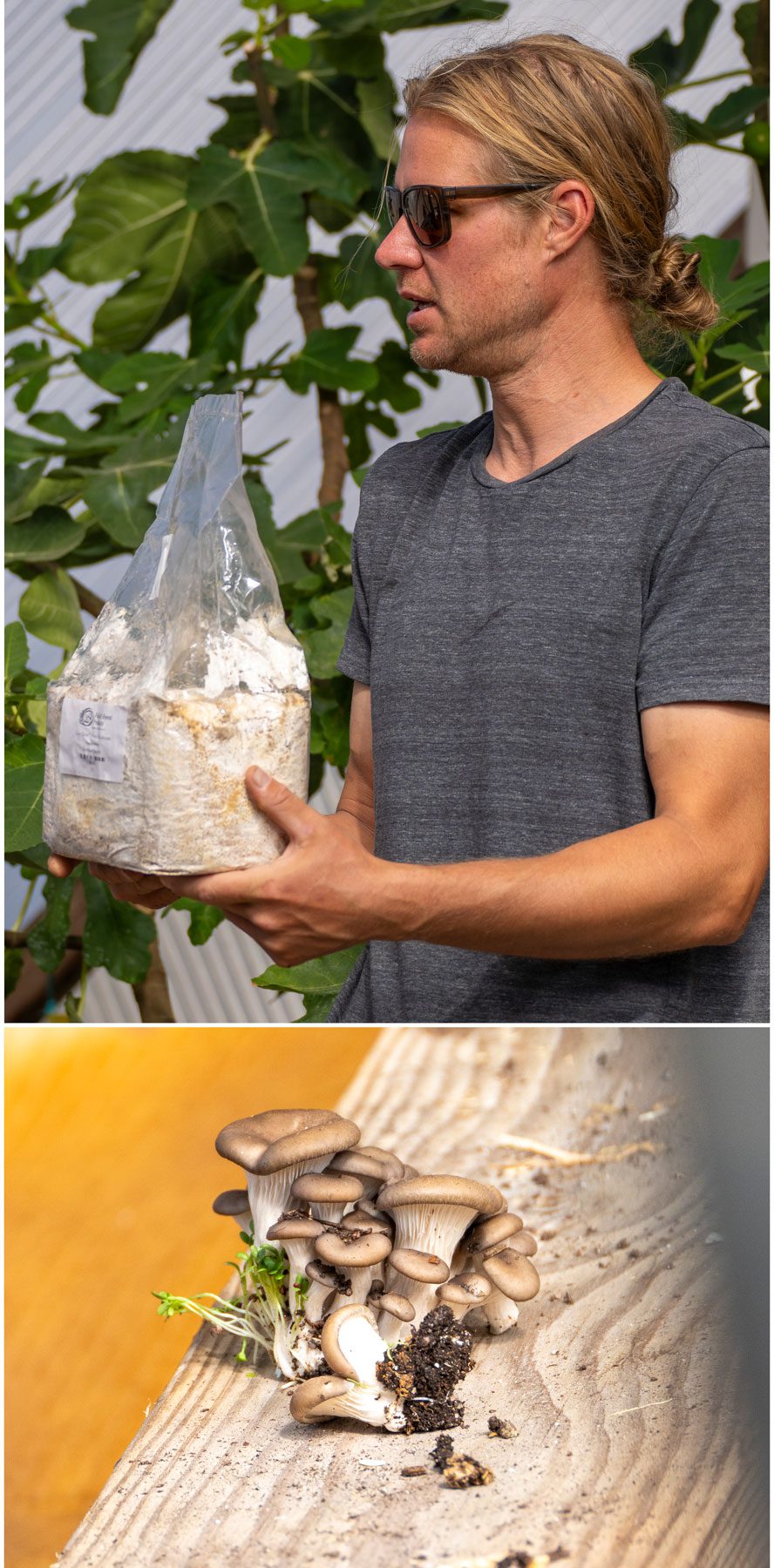 two picture collage at the top the presenter holds a bag of mushroom spores, at the bottom fully fruited oyster mushrooms