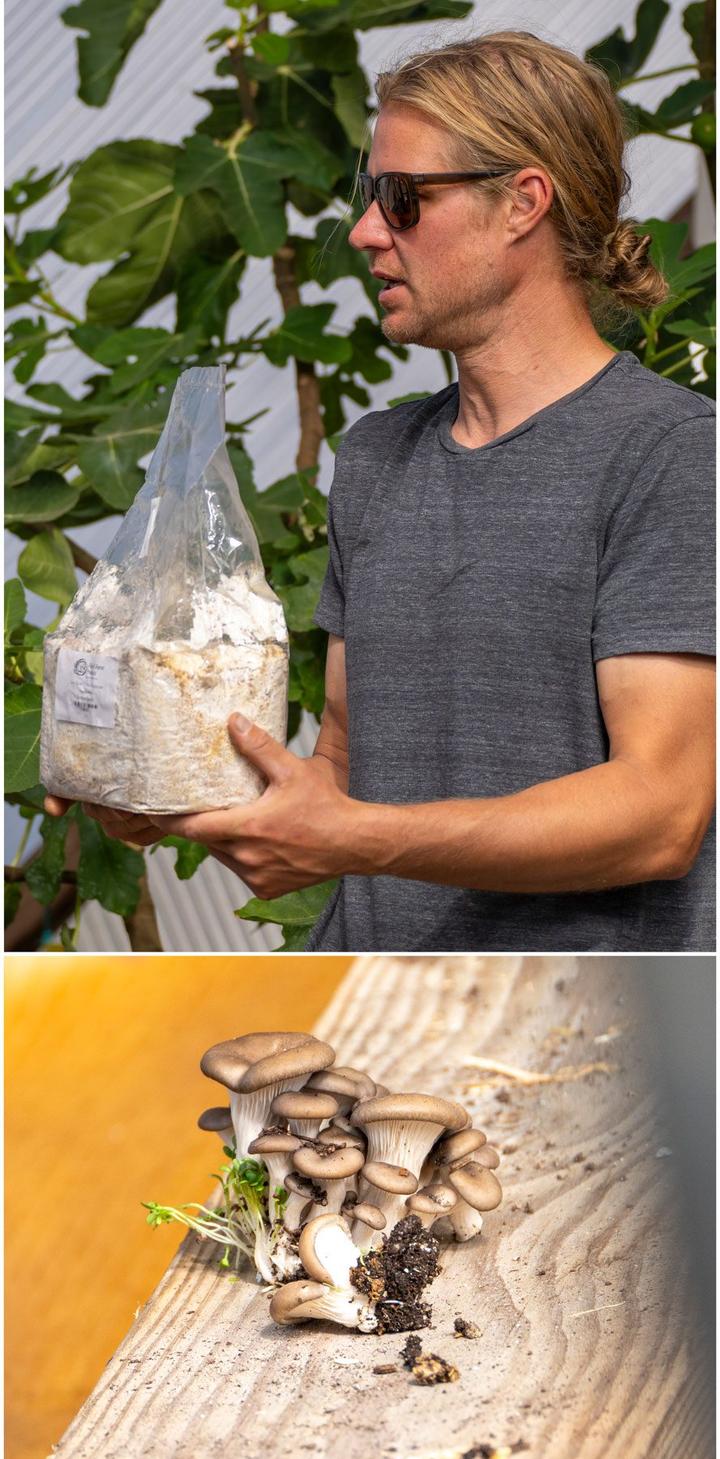 two picture collage at the top the presenter holds a bag of mushroom spores, at the bottom fully fruited oyster mushrooms