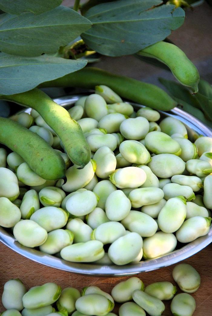 fava beans shelled in a bowl Pixabay photo