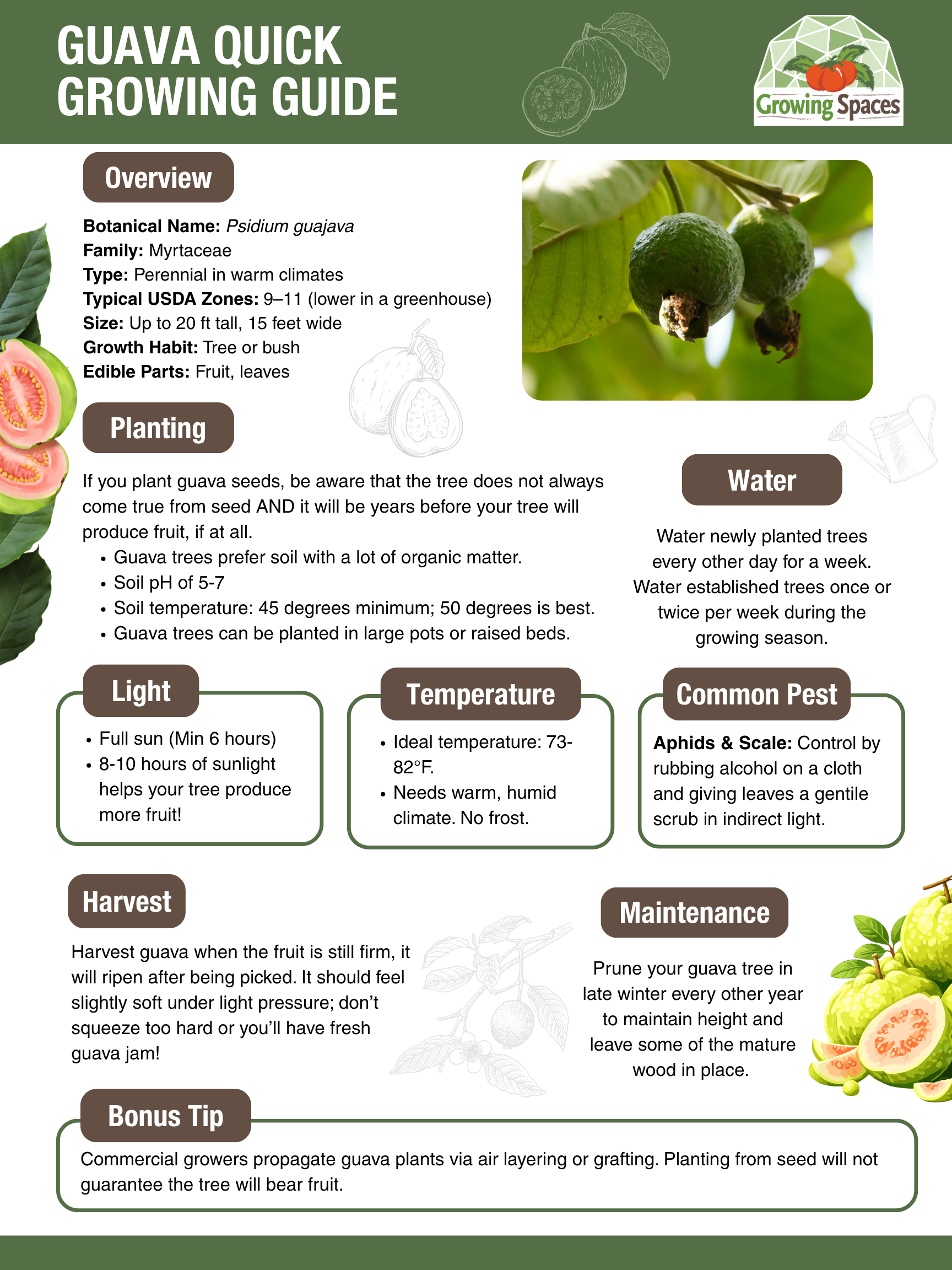 Guava Growing Guide image