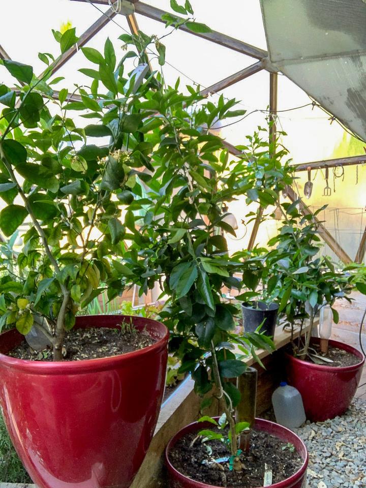 fruit trees in dome