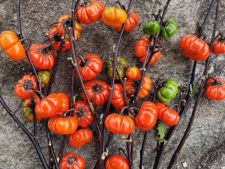 Pumpkin on a stick. Photo credit Blue Hill Flower Farm