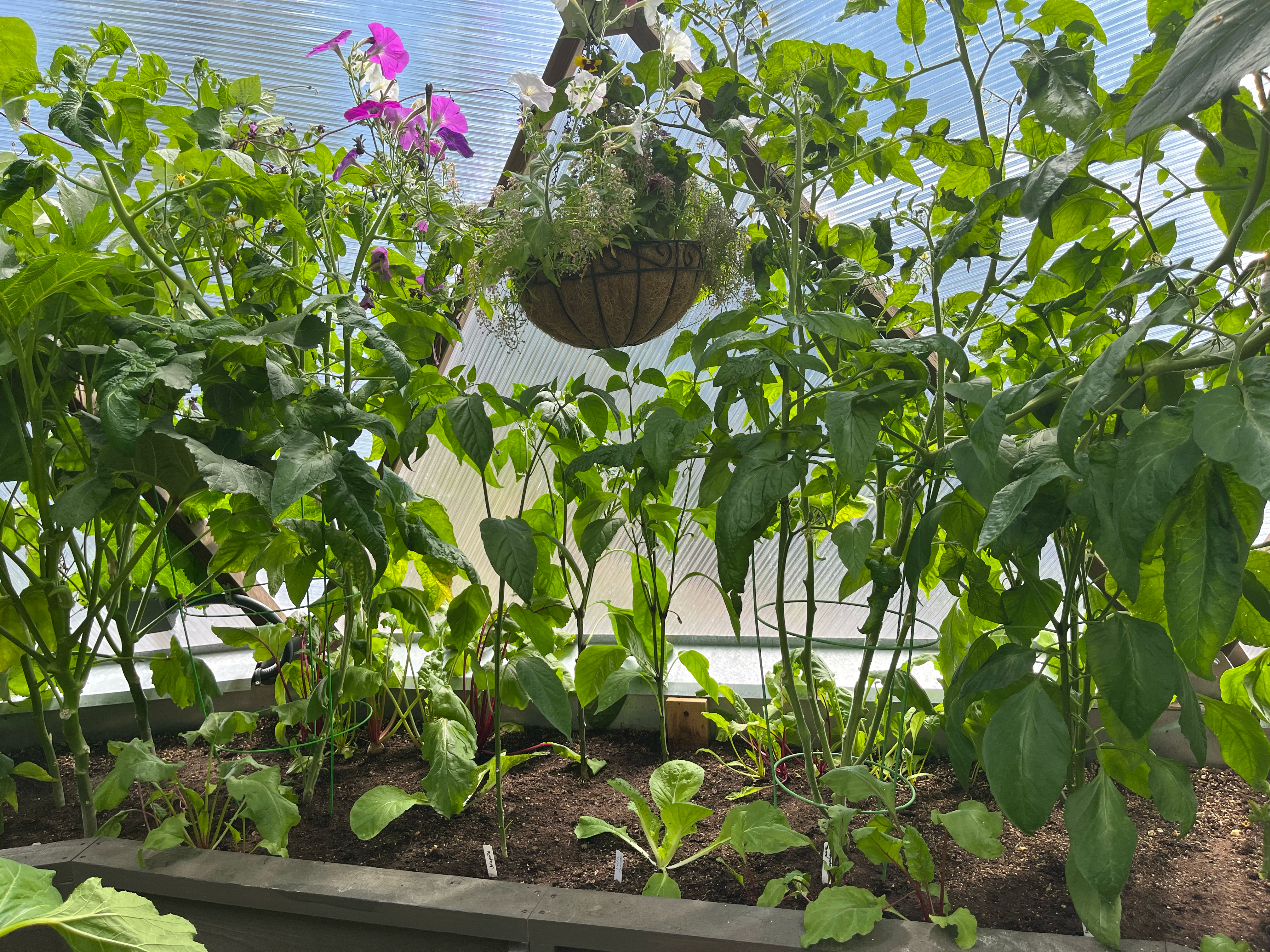 Winter crops planted beneath the canopy of end of summer tomatoes and peppers