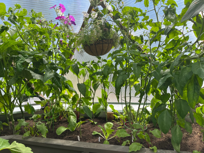 Winter crops planted beneath the canopy of end of summer tomatoes and peppers