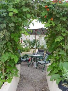grape vine inside Growing Dome