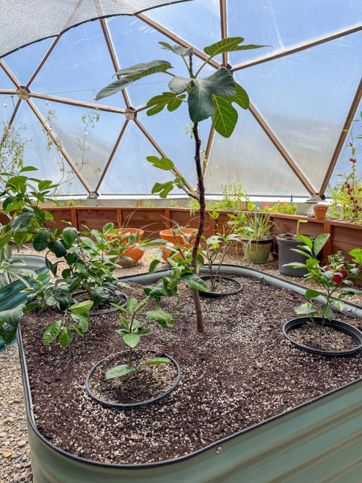Small fig cutting in a corrugated metal garden bed with 4 lemon tree propagations around it