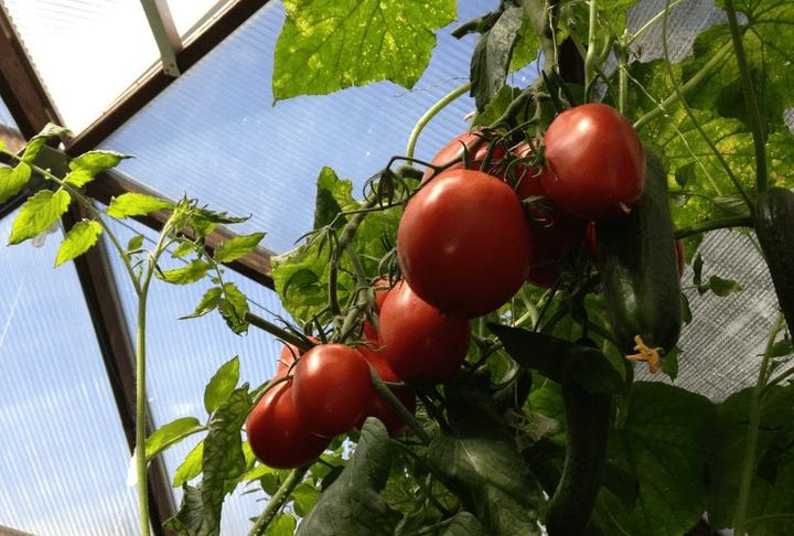 Vine ripened tomatoes in a greenhouse