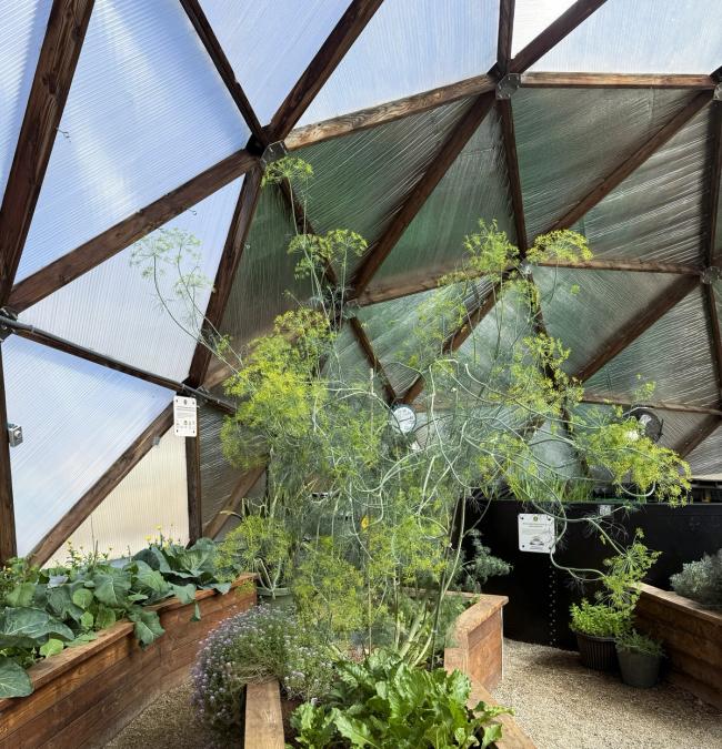 interior view of growing dome glazing and reflectix with plants