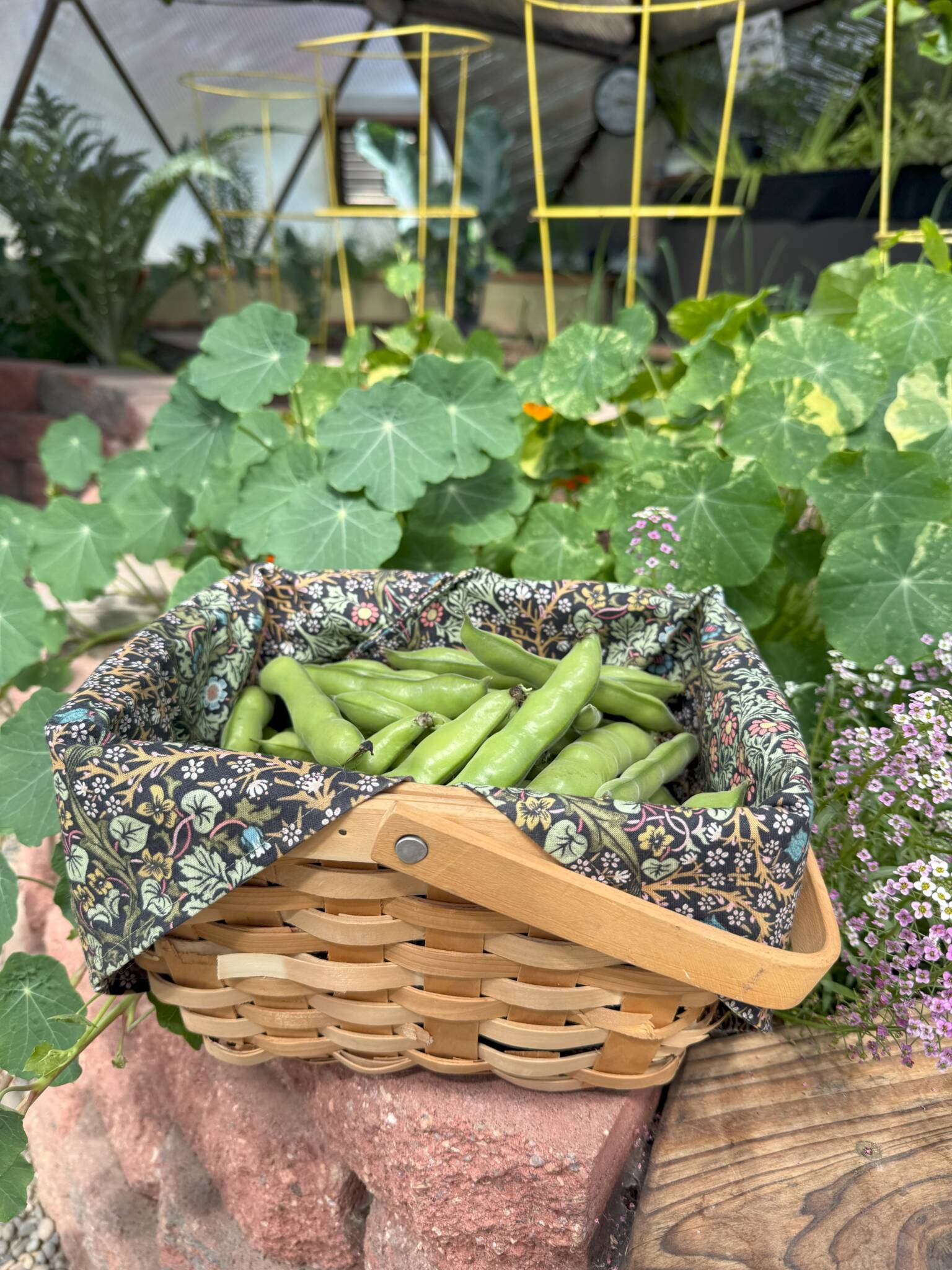 freshly harvested fava beans in a basket in a greenhouse