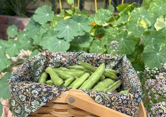 freshly harvested fava beans in a basket in a greenhouse