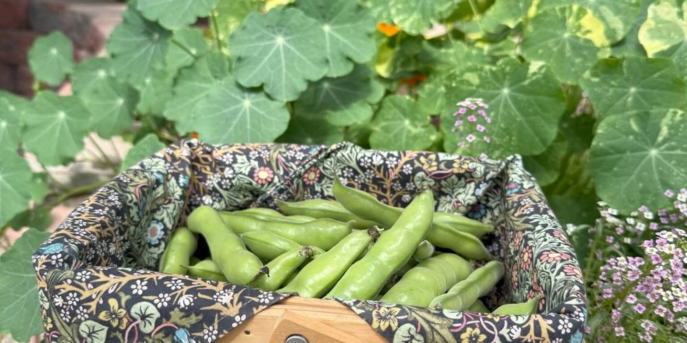 freshly harvested fava beans in a basket in a greenhouse