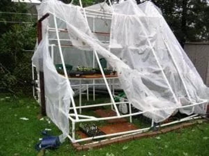 PVC DIY greenhouse pictured where the flexible covering has been destroyed.