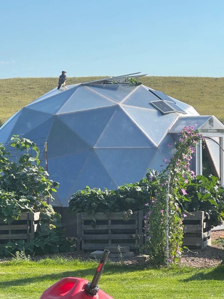 Hawk resting on top of a growing dome greenhouse