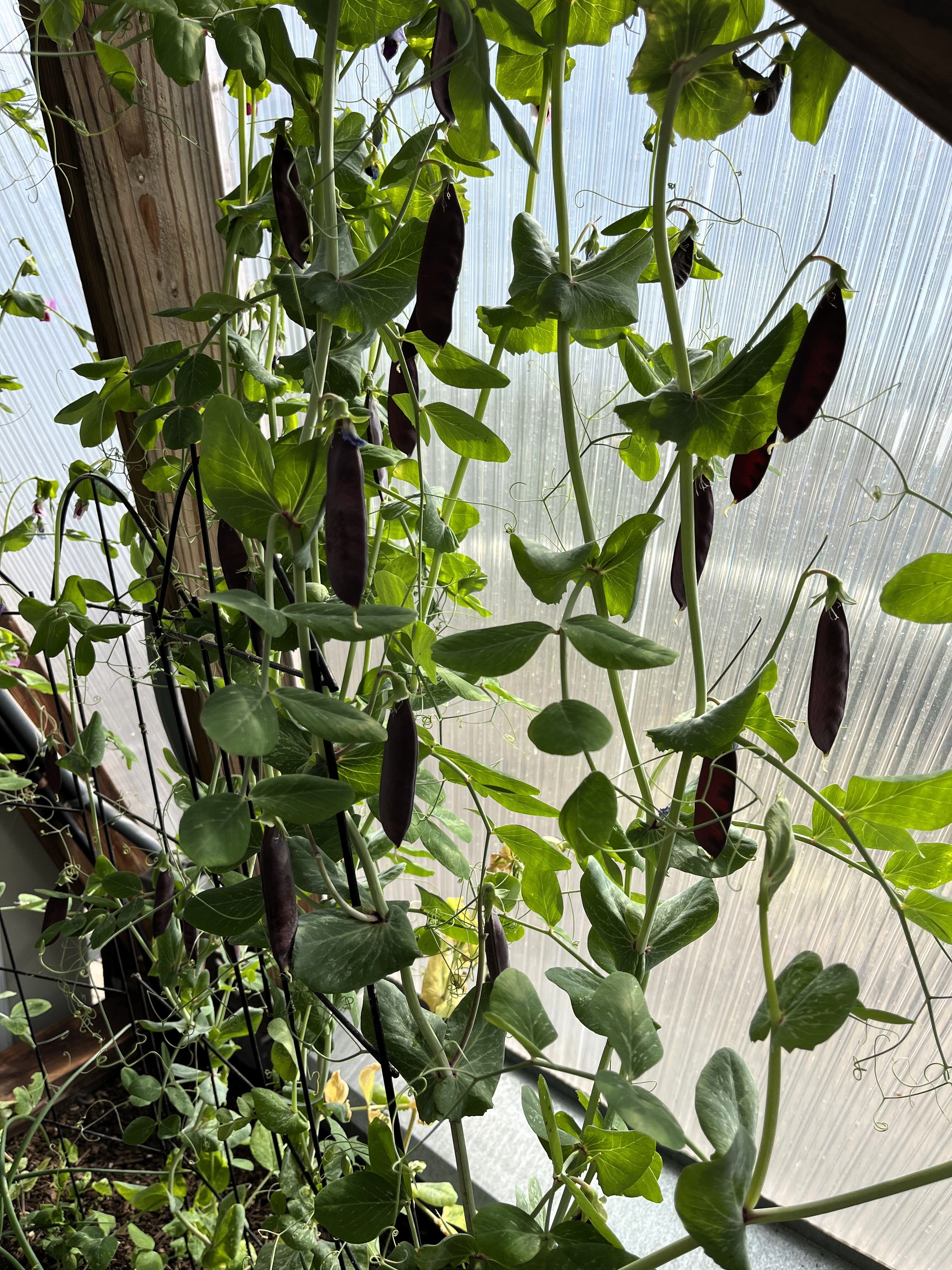 purple pea pods backlit by the polycarbonate of a growing dome greenhouse