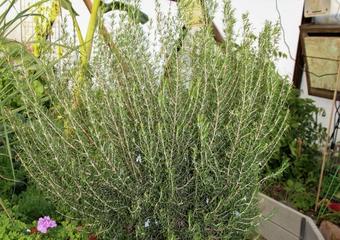 Rosemary_3
