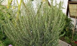 Rosemary_3