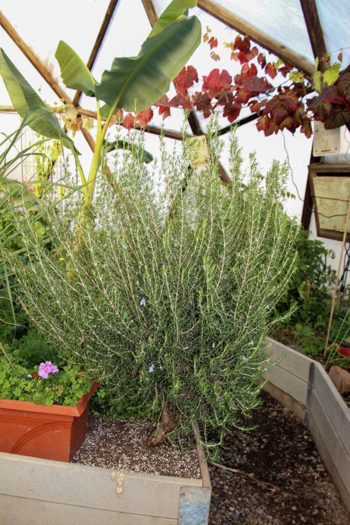 small rosemary plant growing along side a banana tree and grape vide in a geodesic greenhouse