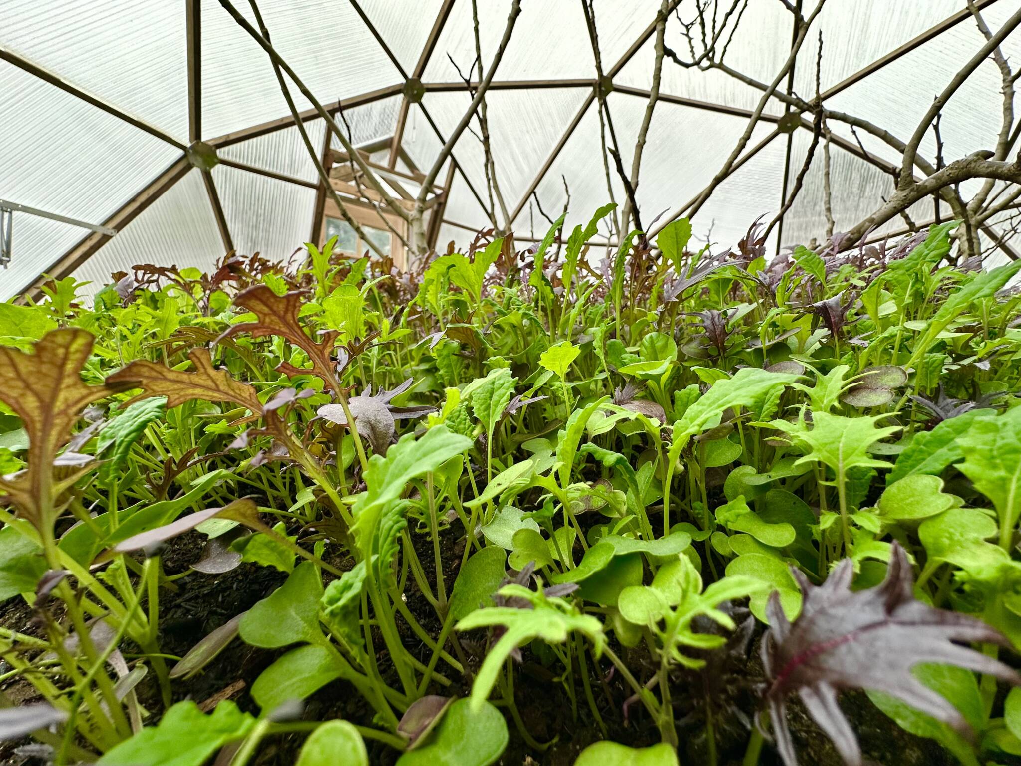 Arugula growing inside a Growing Dome greenhouse