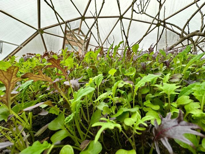 Arugula growing inside a Growing Dome greenhouse