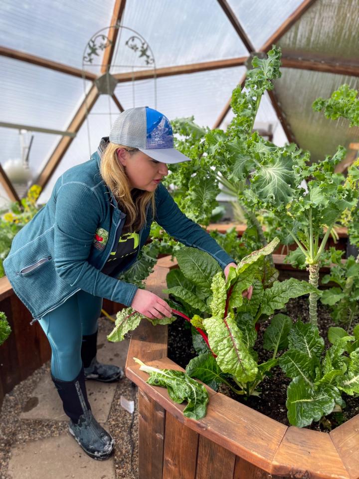 woman harvesting swiss chard with a kale tree growing in the same bed inside a small greenhouse