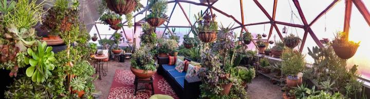Succulents in An Idaho Greenhouse