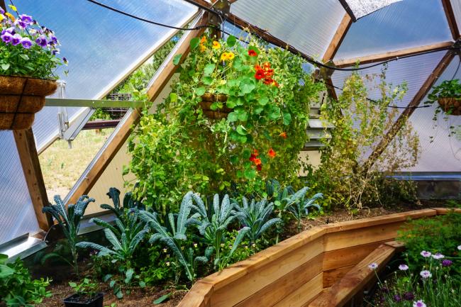 Tuscan kale, nasturtiums, and peas growing in a raised garden bed in a growing dome greenhouse