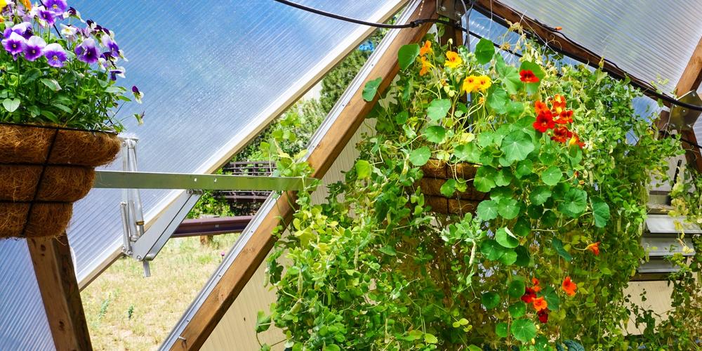 Interior of a Growing Dome greenhouse with healthy plants and ventilation features
