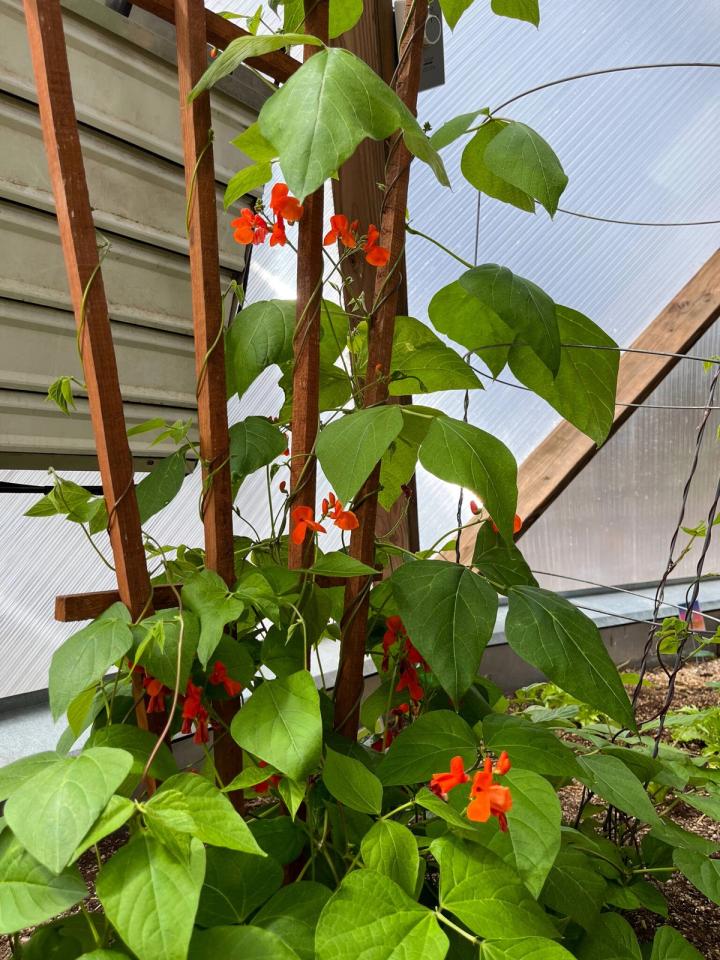 bean vine growing in a greenhouse