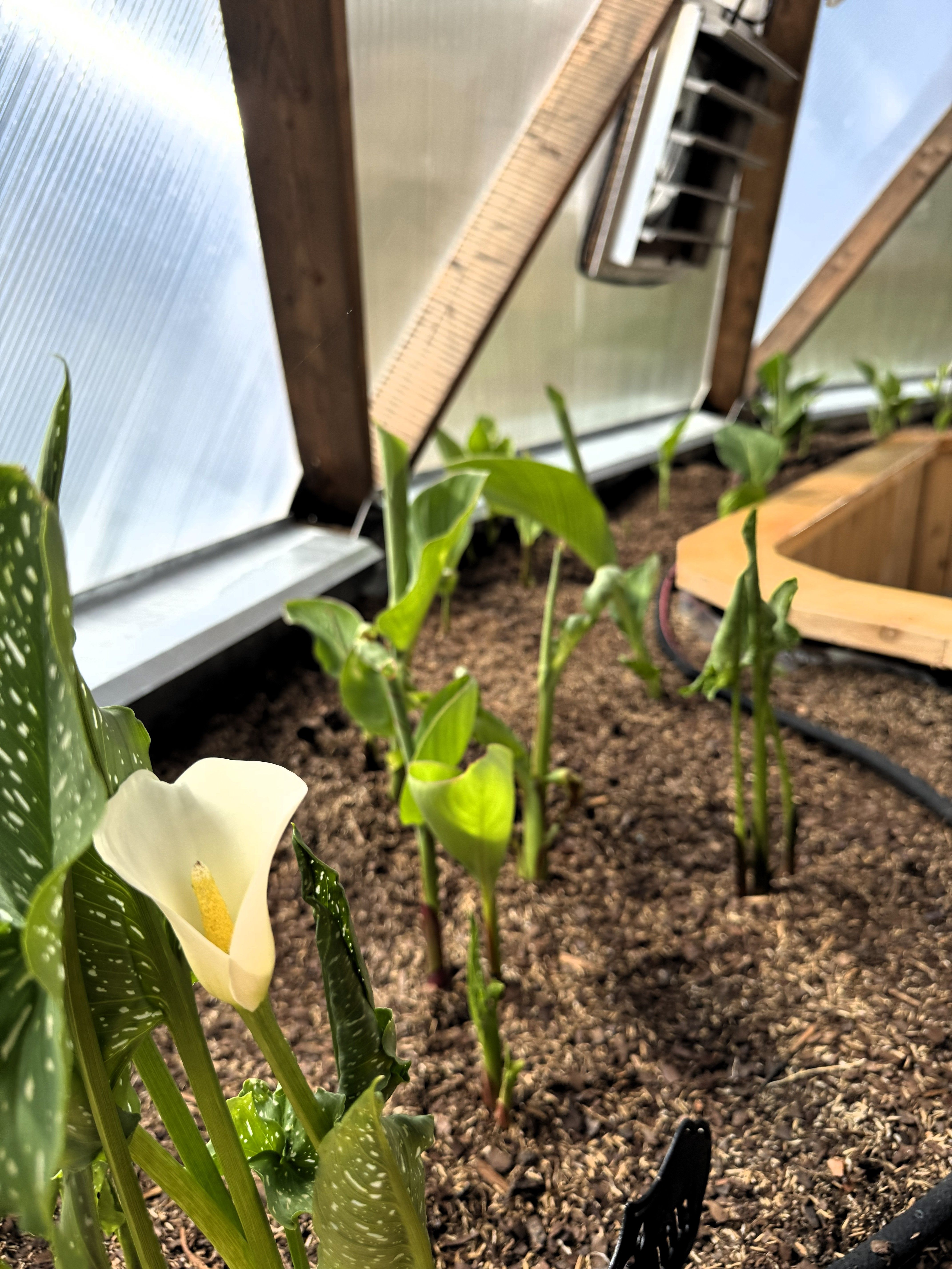 Kula Kamala dome greenhouse with calla lily growing in raised garden beds