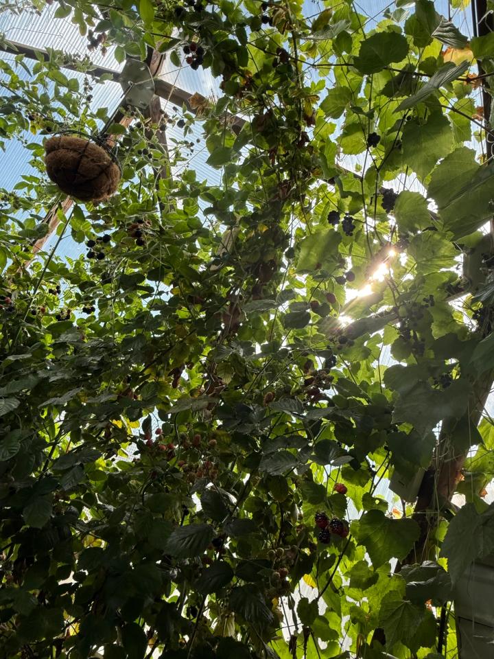 sunlight filtering through a dense berry plain in a greenhouse