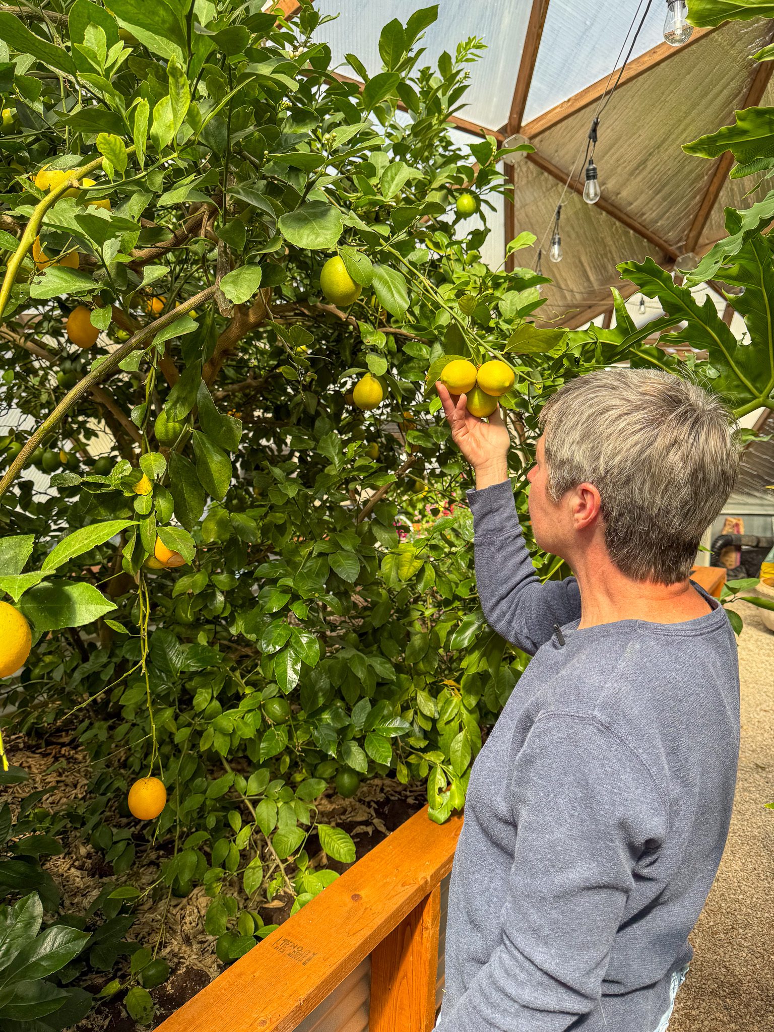 A woman showing a cluster of yellow lemons growing on a tree.