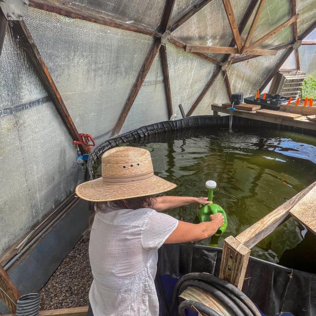 Community gardener filling a watering can from the pond inside a Growing Dome at Heartwood Cohousing in southwestern Colorado