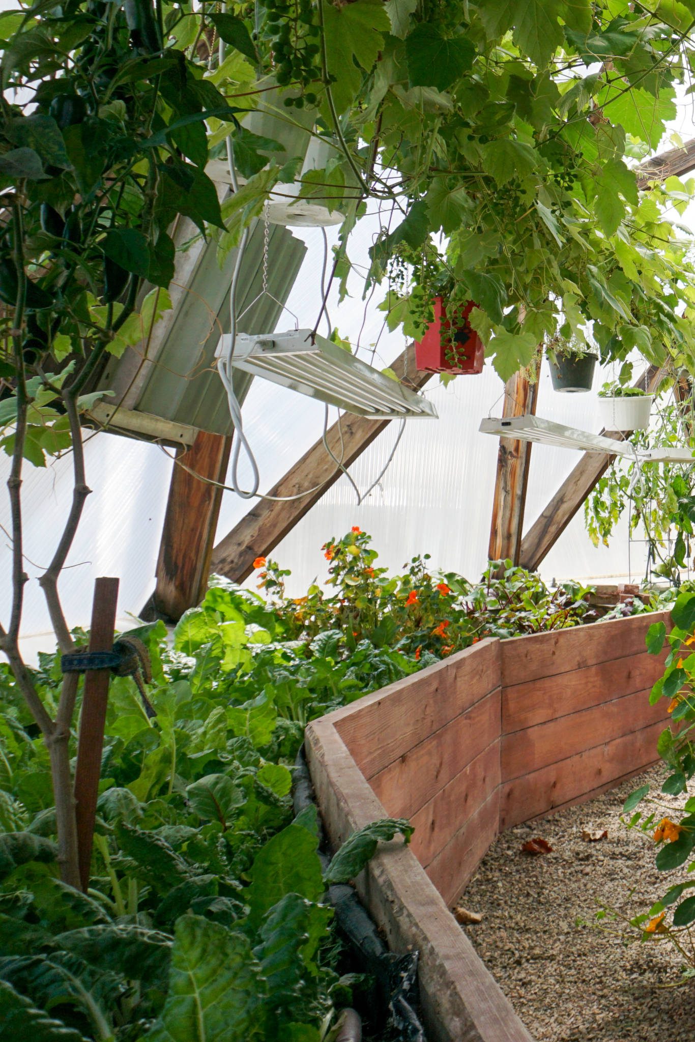 Grow Lights in a Growing Dome Greenhouse