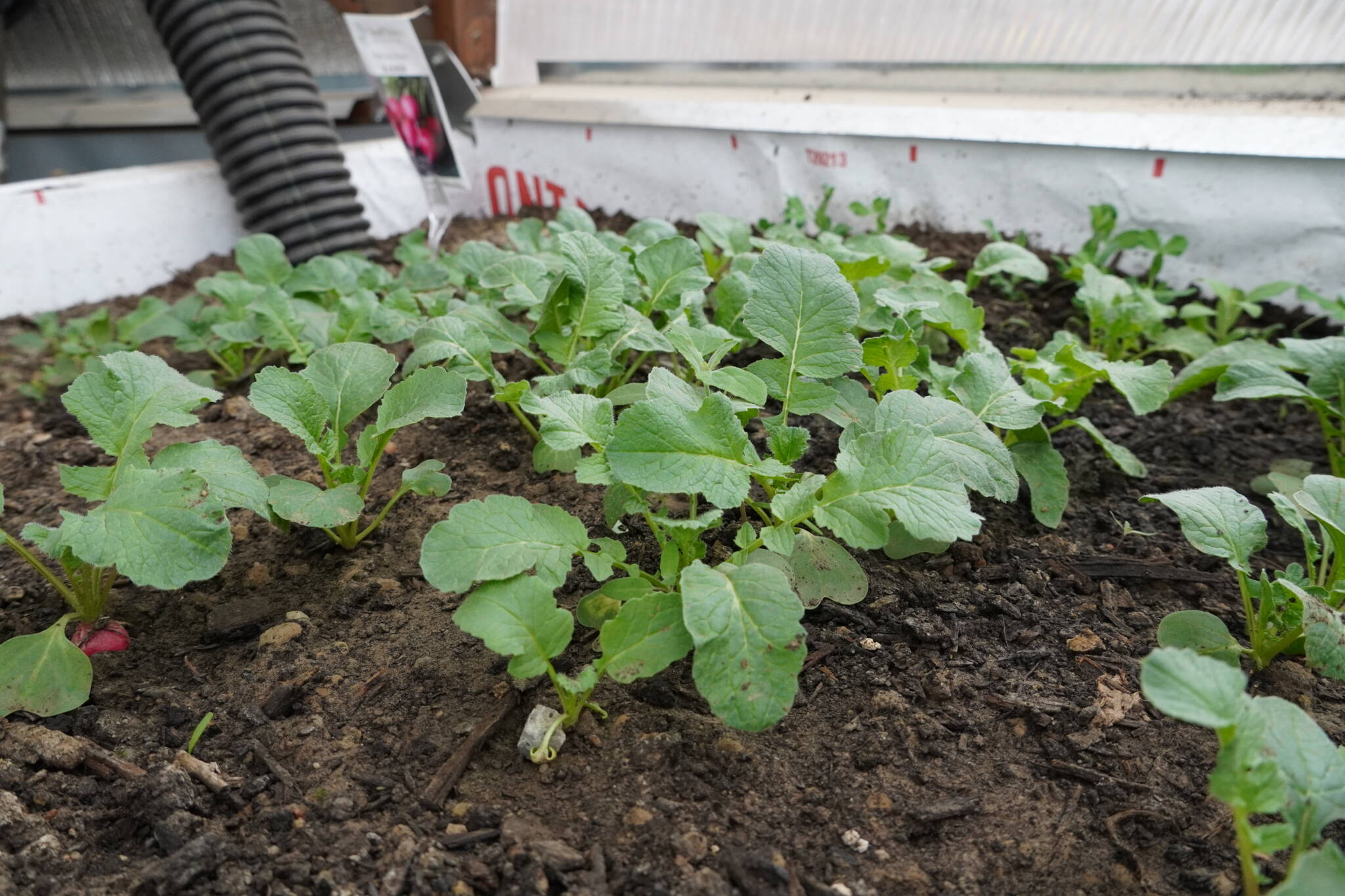 Radishes growing in a raised bed in a Grow Dome