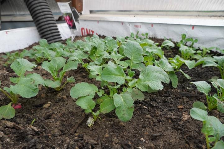 Radishes growing in a raised bed in a Grow Dome