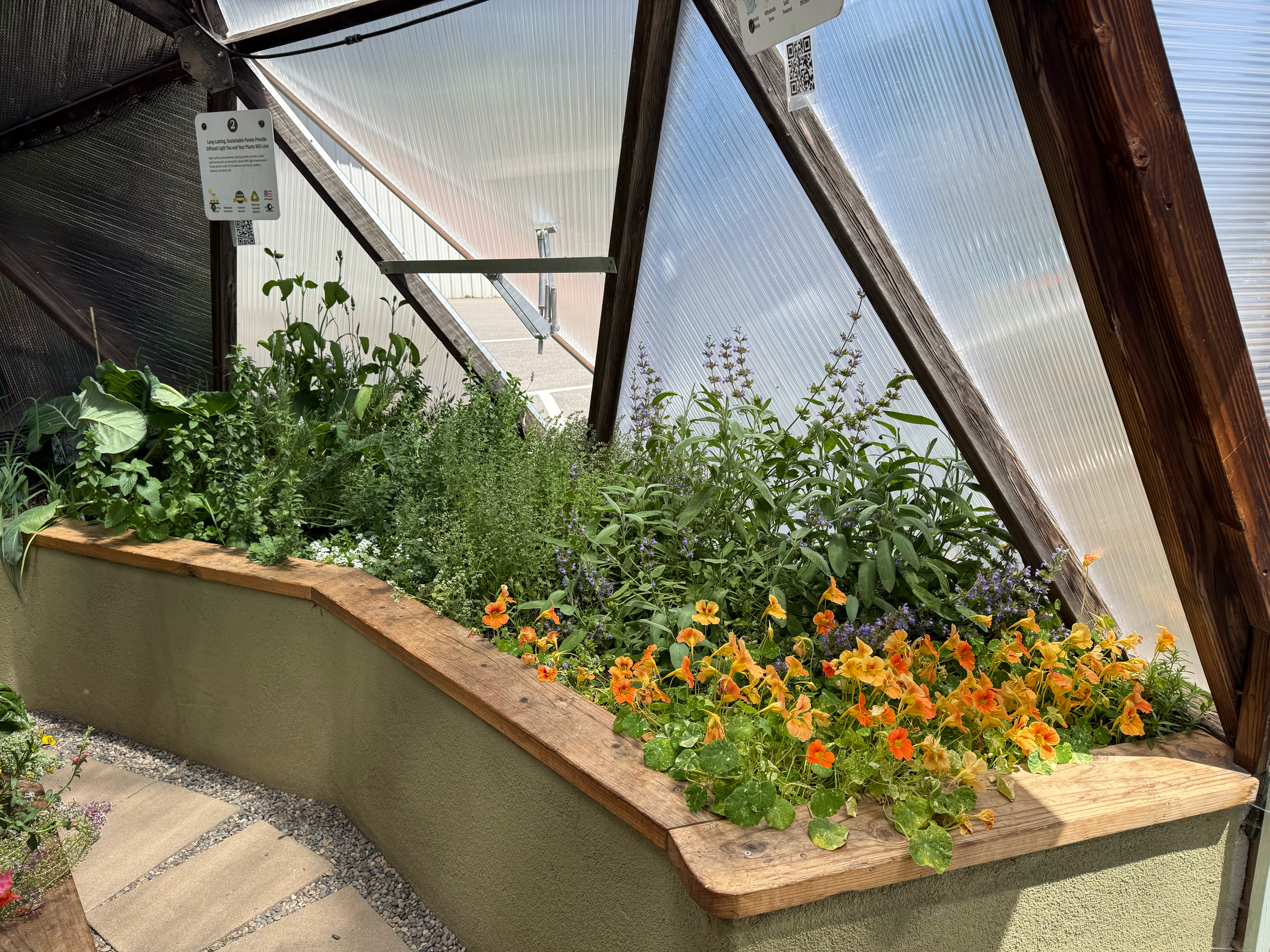 Various herbs and nasturtiums growing in an eastern bed of a Growing Dome greenhouse