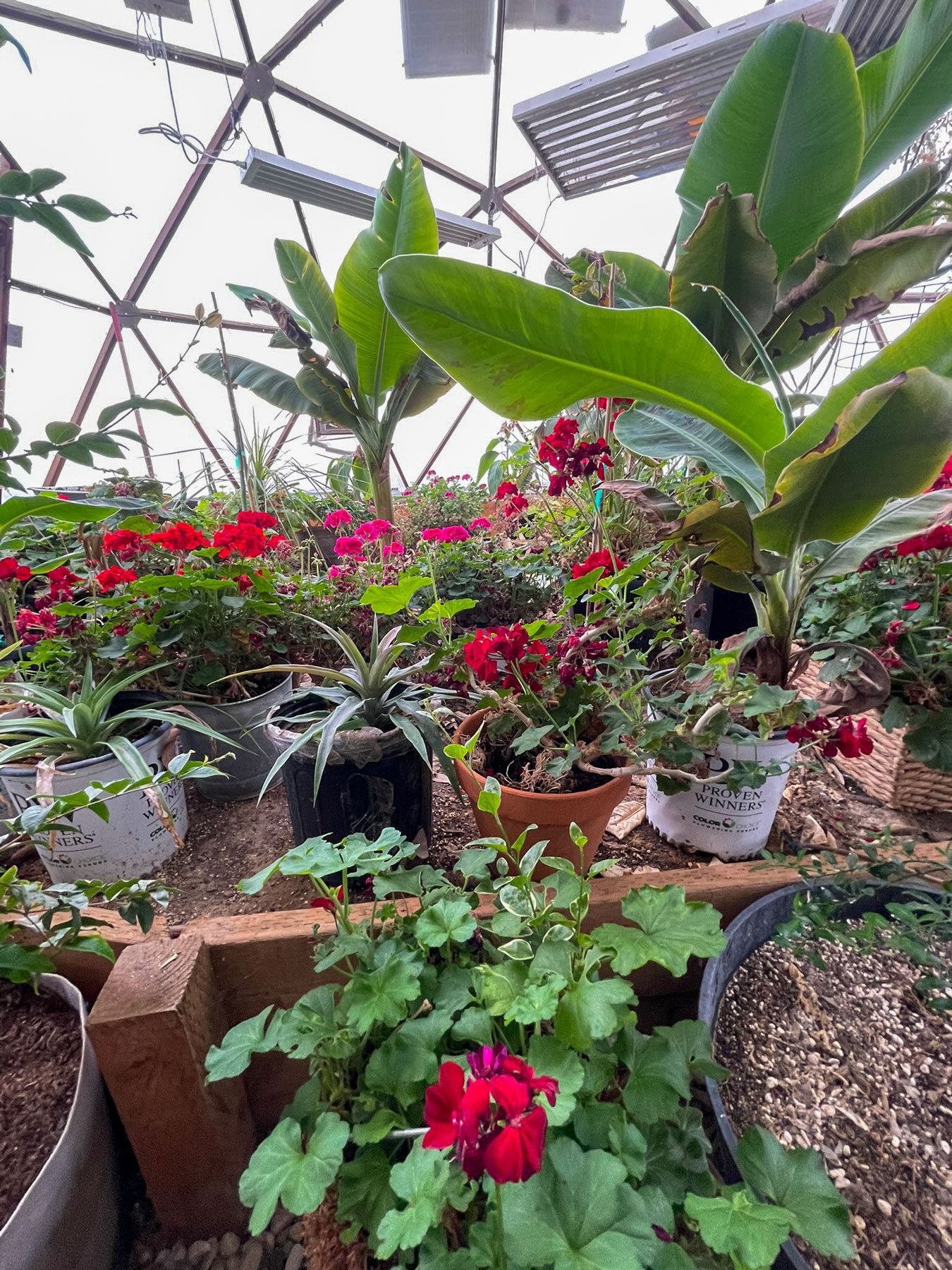 Tropical Plant image