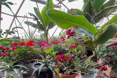 banana trees and pineapple plants growing amongst red geraniums in a geodesic greenhouse