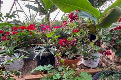 Tropical Plant image
