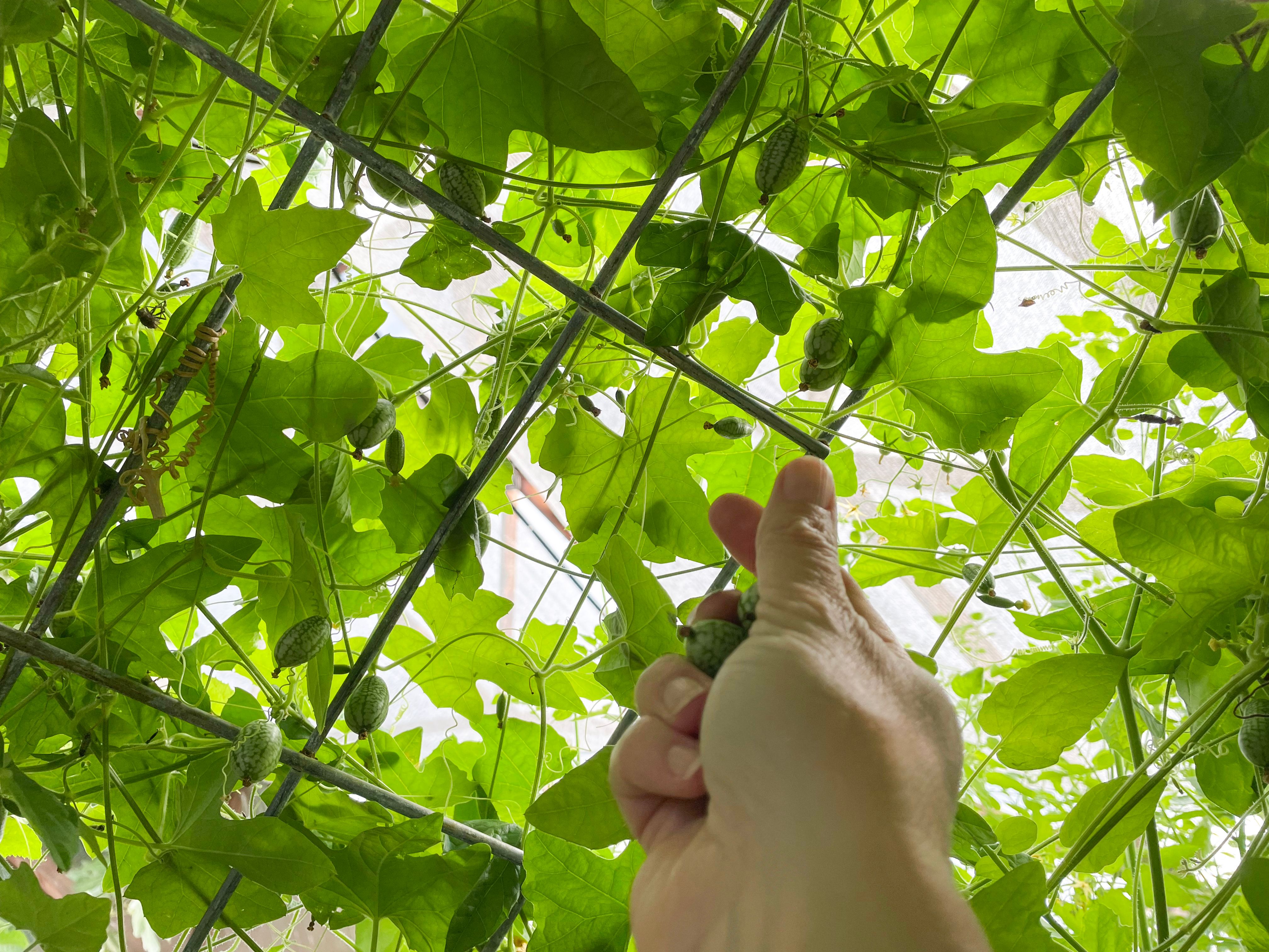 hand picking gherkins